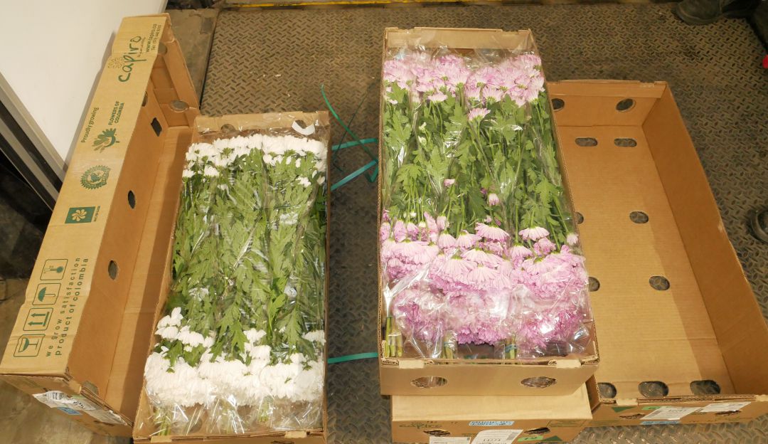Puerto de Santa Marta aumenta exportación de flores a Estados Unidos