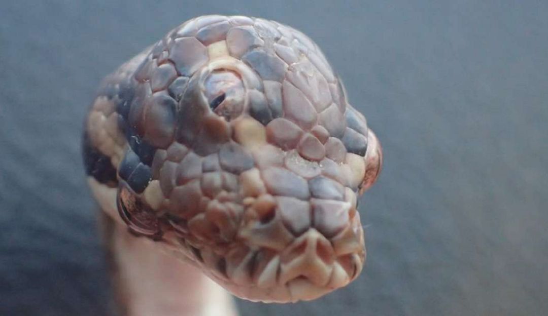 Serpiente de tres ojos: Descubren una serpiente de tres ojos en Australia