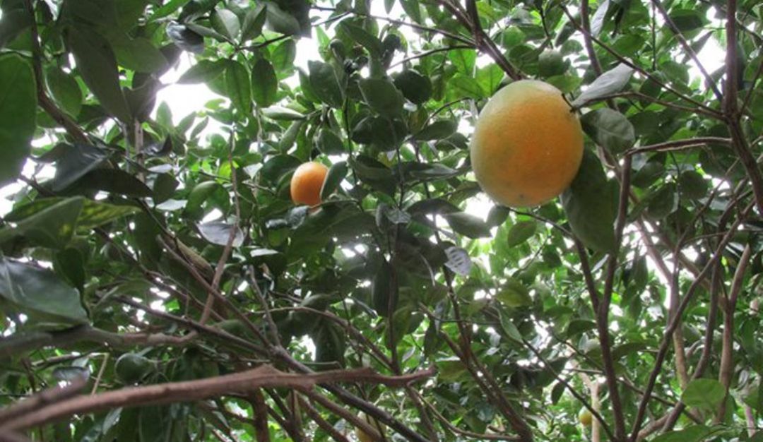 Cuarentena a cultivos de limón en La Guajira