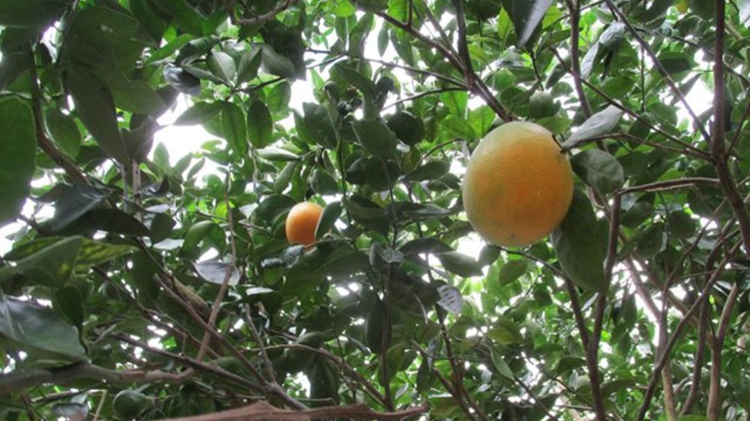 Fortalecen controles para detener el HLB, el ‘cáncer’ del limón
