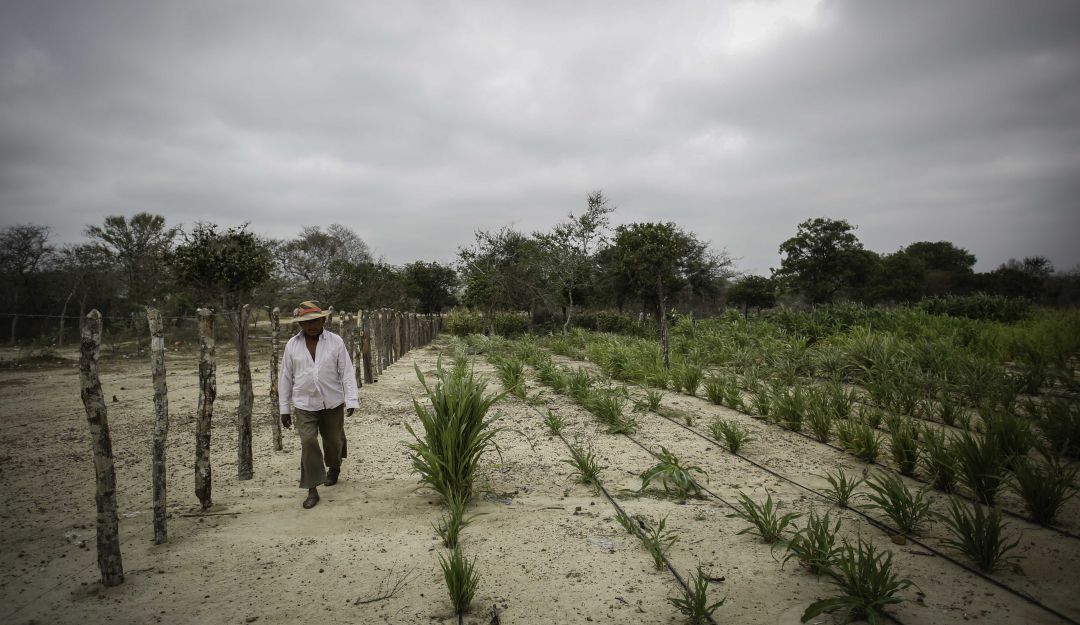 Agricultura
