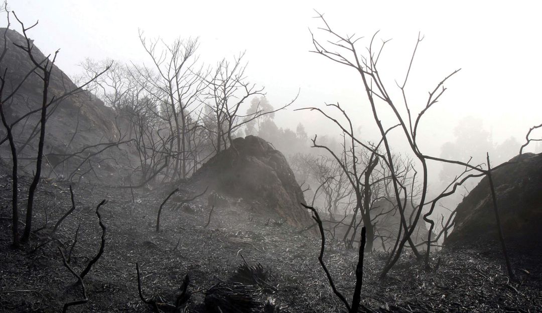 Acuerdo contra deforestación: Firman dos nuevos acuerdo de cero deforestación con sectores productivos