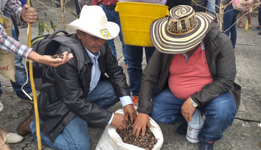 Cafeteros afrontan crisis humanitaria por bajos precios del café