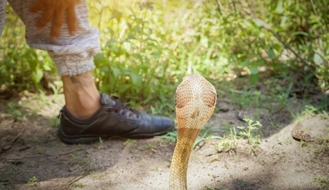 Mordeduras de serpientes: Las mordeduras de serpiente causan 400.000 casos de discapacidad cada año