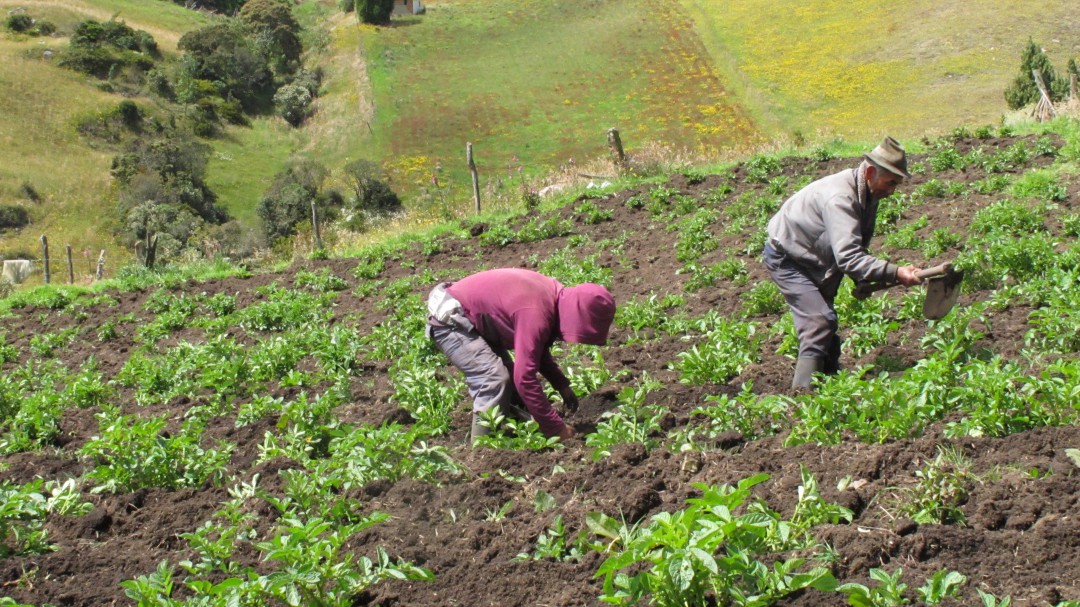 Información privilegiada fue entregada a Fedegán por MinAgricultura
