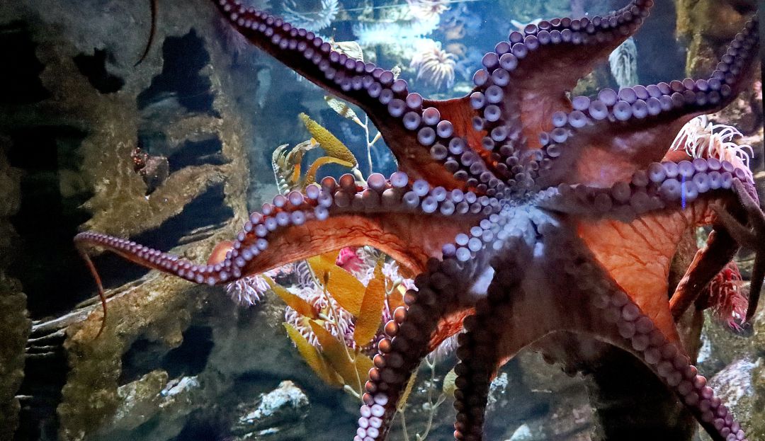 Pulpo ataca youtuber: ¡Impresionante! Trató de comerse un pulpo vivo pero el animal no se dejó