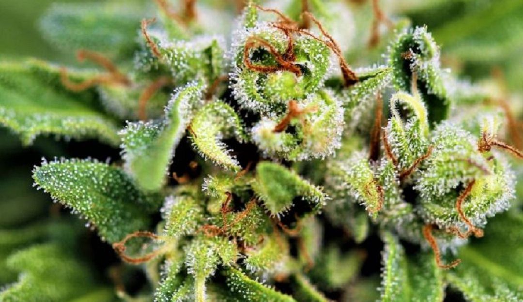 Exportación cannabis colombiano Expocannabiz Cartagena: Exportarán cannabis colombiano hacia Alemania para fines medicinales
