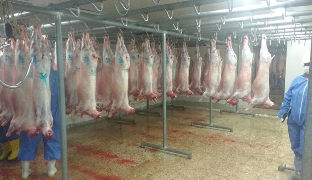 Agroindustria carne ovina - programa desarrollo tecnológico