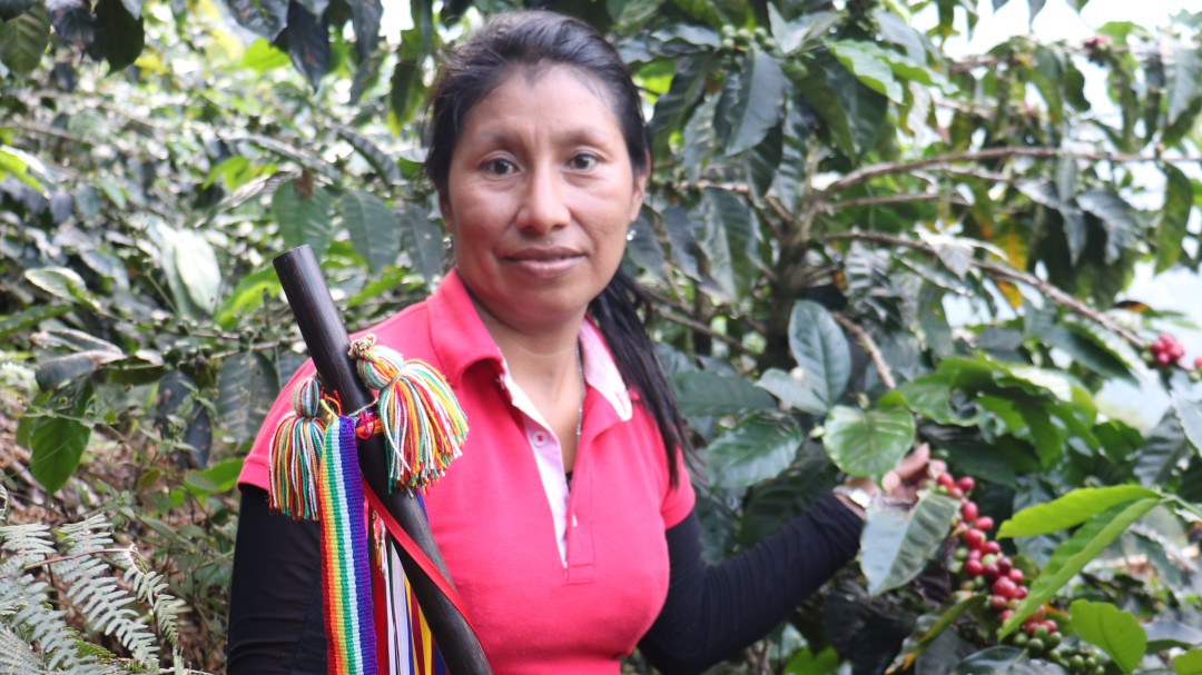 Indígenas producen café orgánico con sabor a exportación