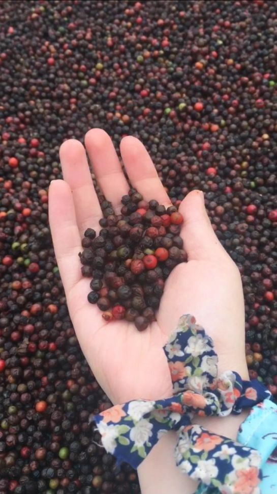 De la coca a la pimienta, Putumayo un ejemplo de restitución De la coca a la pimienta, Putumayo un ejemplo de restitución