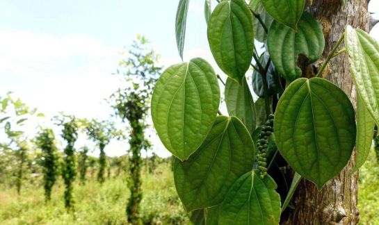 De la coca a la pimienta, Putumayo un ejemplo de restitución De la coca a la pimienta, Putumayo un ejemplo de restitución