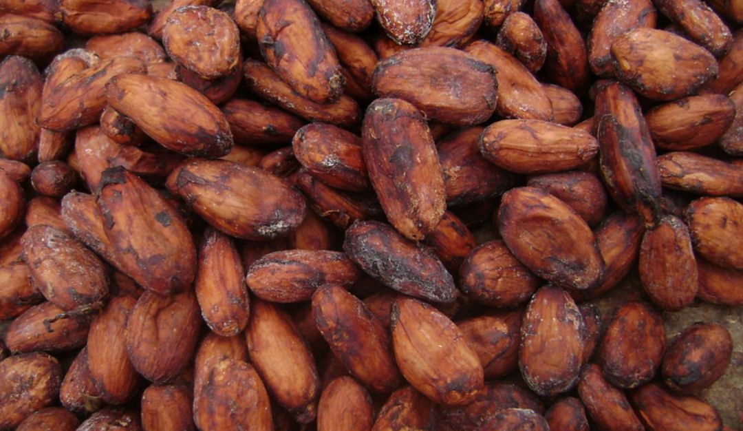 Produccion de cacao: Cacao del Huila se exporta hacia los Países Bajos
