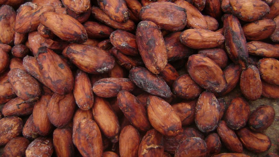 Cacao del Huila se exporta hacia los Países Bajos