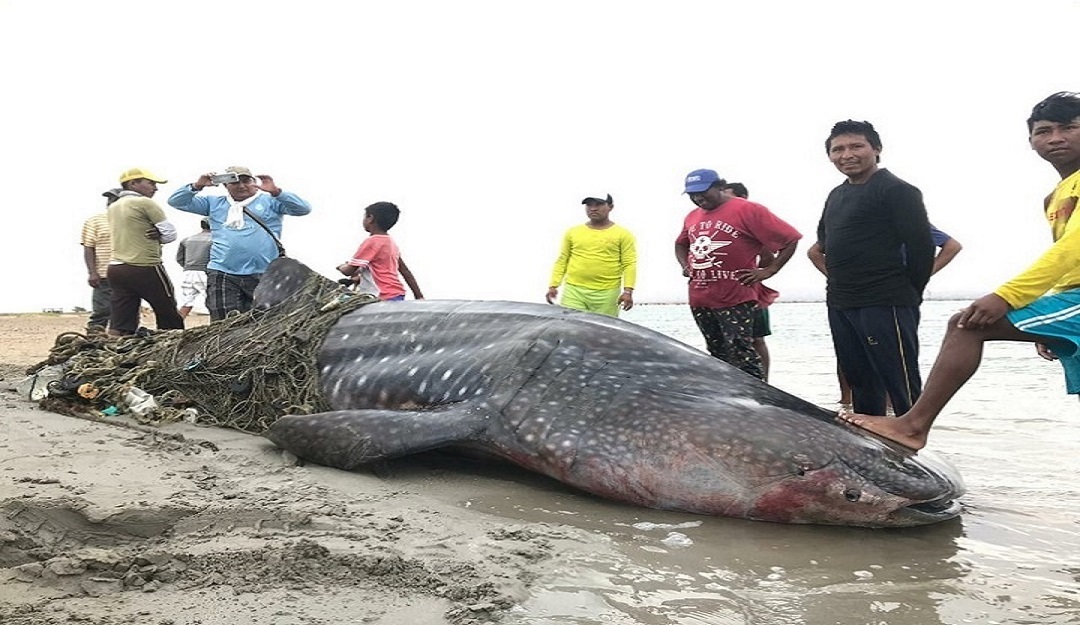 Polémica por la pesca de un tiburón ballena en La Guajira