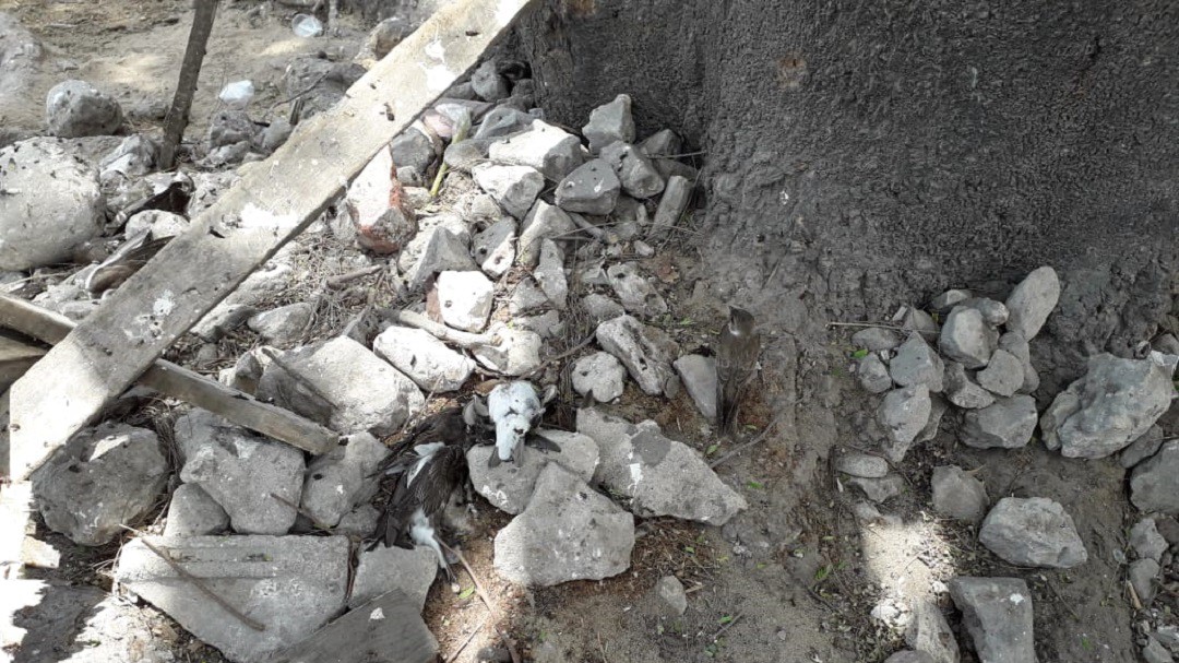 Investigan muerte de más de 200 golondrinas en Barranquilla