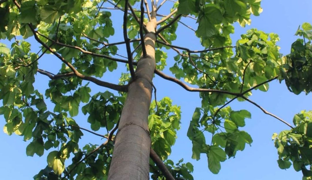 Árboles Medio Ambiente Gabo Regalo: Parque Espíritu del Manglar en Cartagena tendrá árbol regalado a Gabo