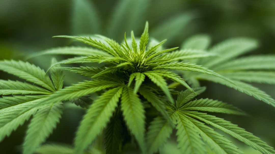El cannabis, una medicina que beneficia la salud