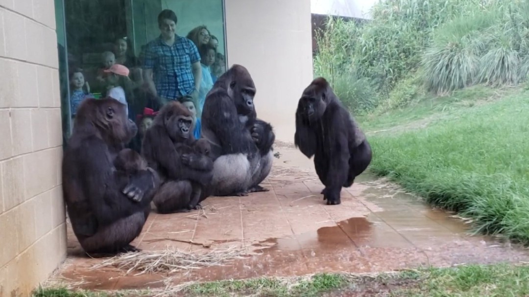 ¡Qué simpáticos! Así protegieron estos gorilas a sus bebés de la lluvia