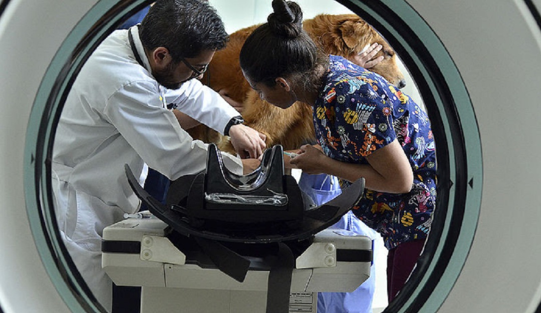 Tratamiento veterinario