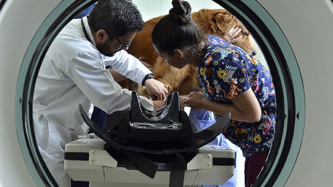 El cáncer también afecta a los animales