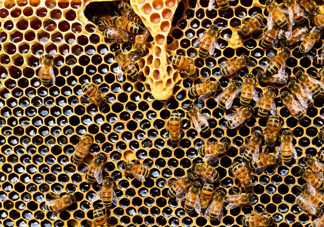 Colombia tiene gran potencial apícola, pero debe cuidar sus abejas