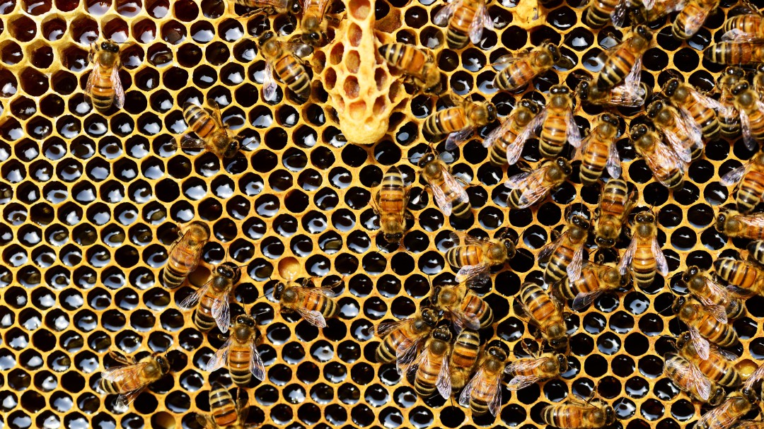 Colombia tiene gran potencial apícola, pero debe cuidar sus abejas