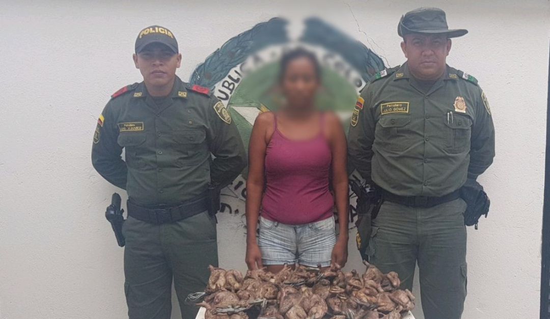 Captura venta carne pato pisingo María La Baja Bolívar: Por vender carne de pato pisingo capturan a mujer en María La Baja, Bolívar