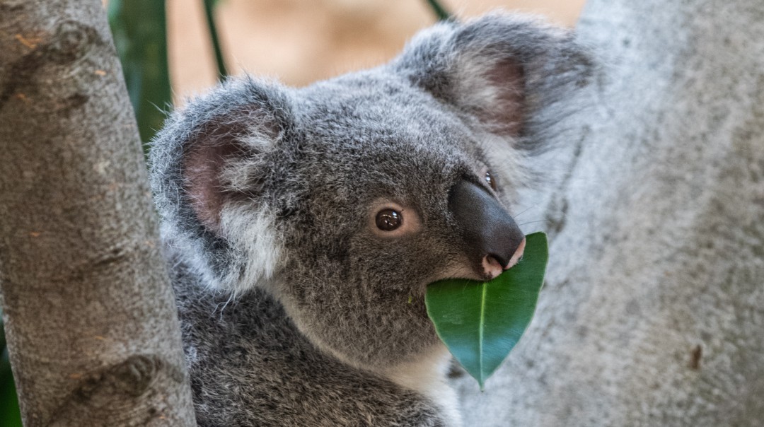La AKF declara al koala funcionalmente extinto