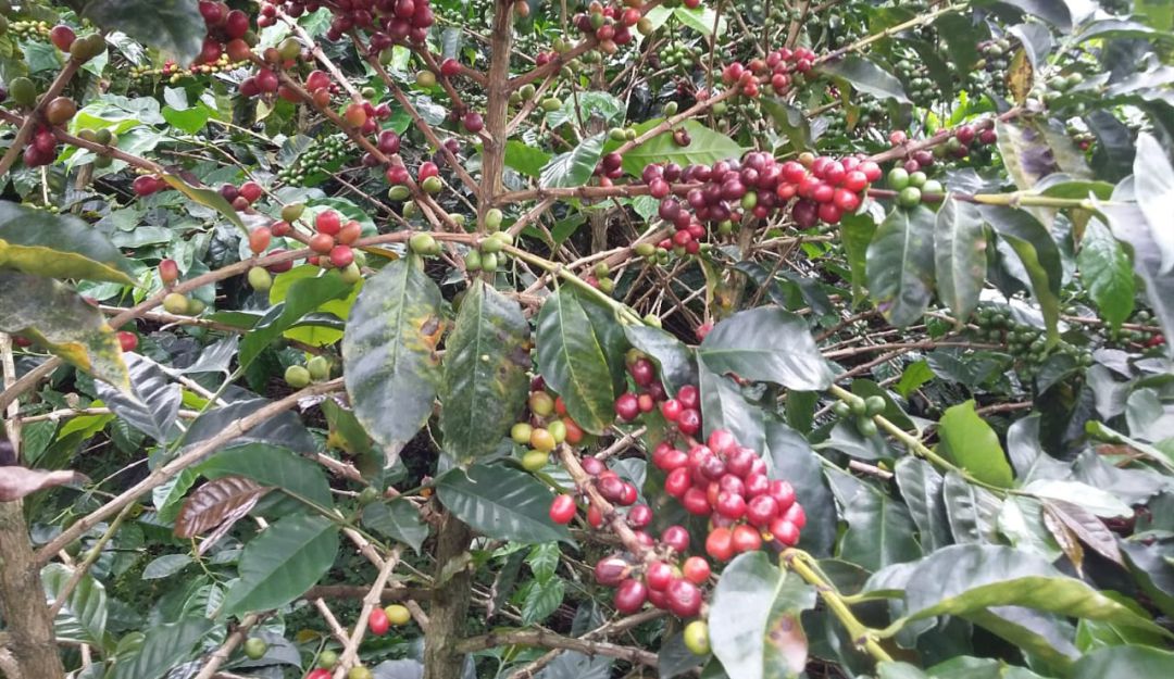 cultivos de café rotación de cultivos cafeteros crisis cafetera: Menos hectáreas de café, más cultivos alternativos