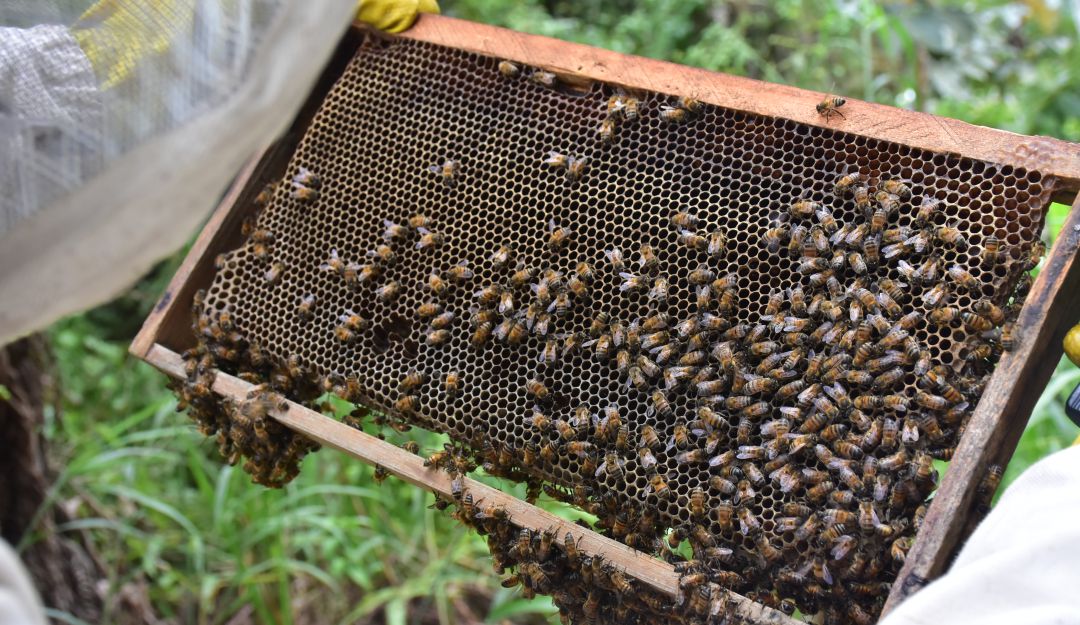 Abejas