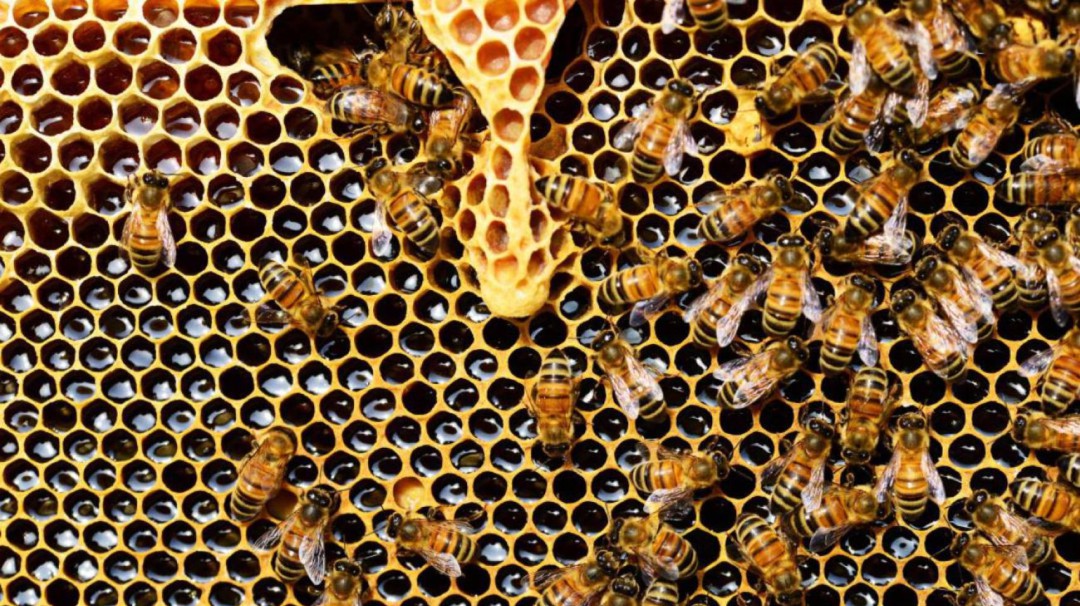 Tribunal de Cartagena revoca fallo de tutela que protege a las abejas