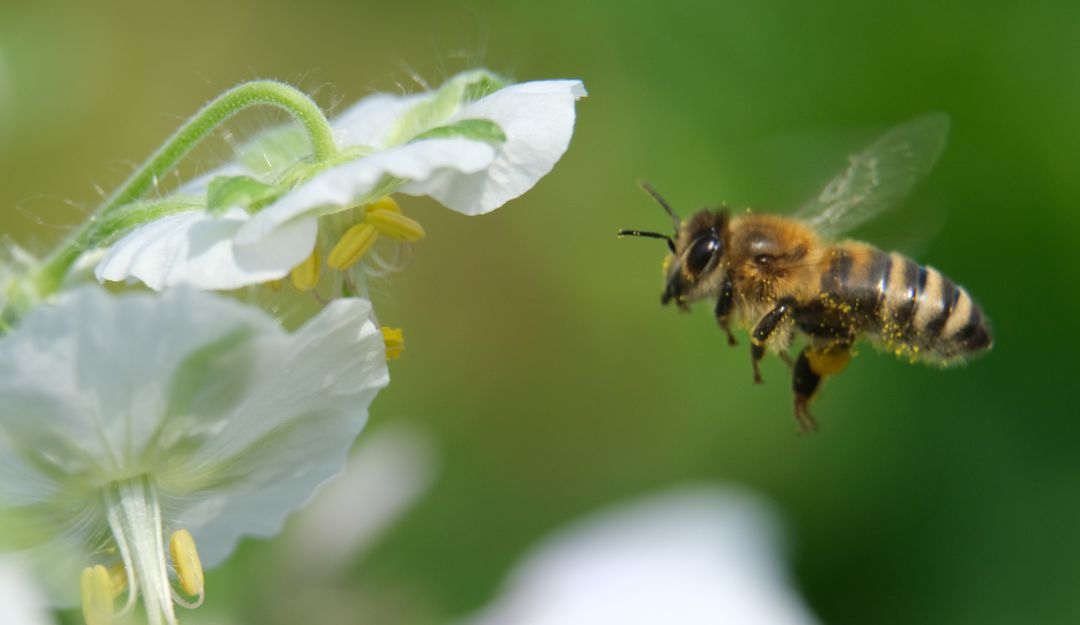 Abeja.