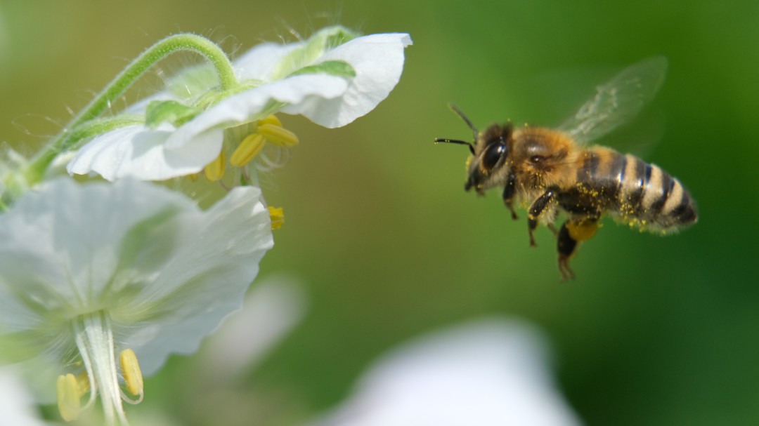 20 de mayo, día internacional de las abejas