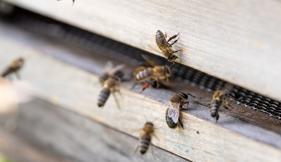Cultivos de abejas: Apicultores alertan de la pérdida de cultivos por la falta de abejas