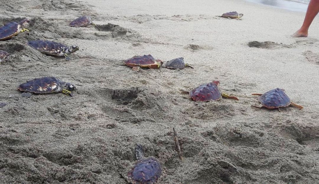 Liberadas más de 700 tortugas marinas en Santa Marta
