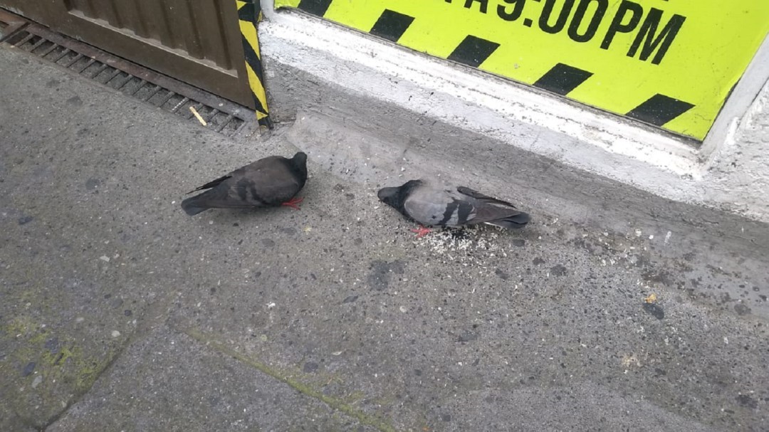Proliferación de palomas en Manizales: una problemática creciente