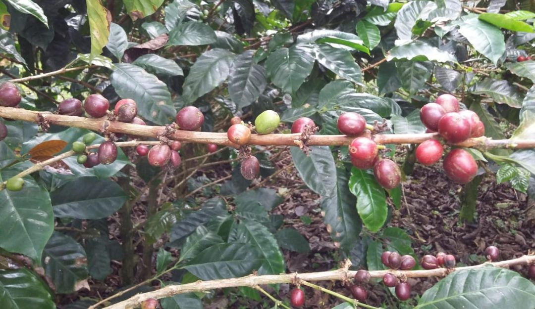 Recolectores educación cosecha cafetera: Plan educativo para nuevos recolectores de café
