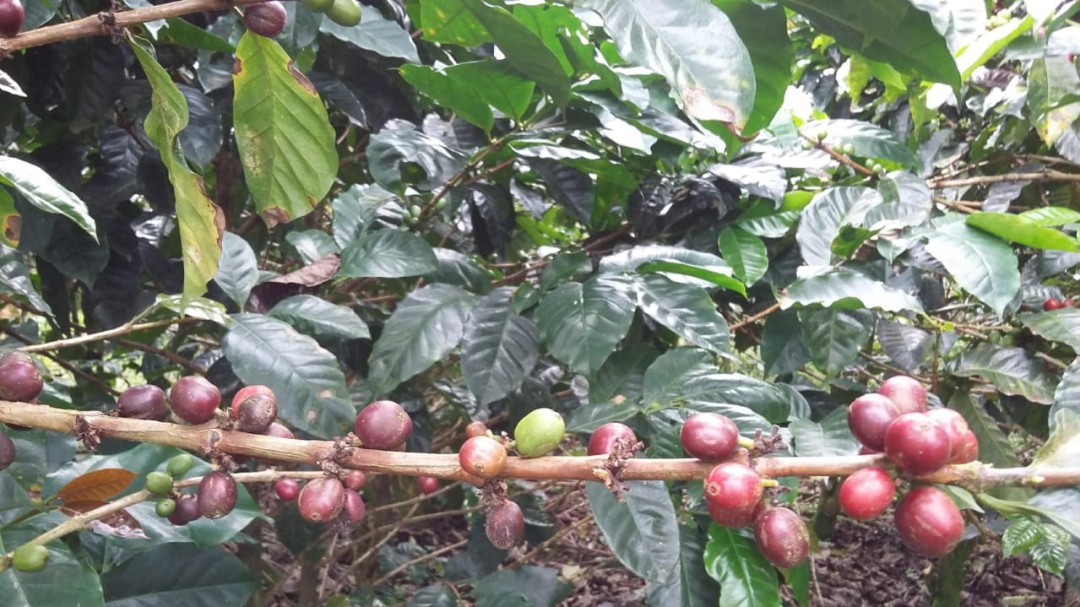 Plan educativo para nuevos recolectores de café
