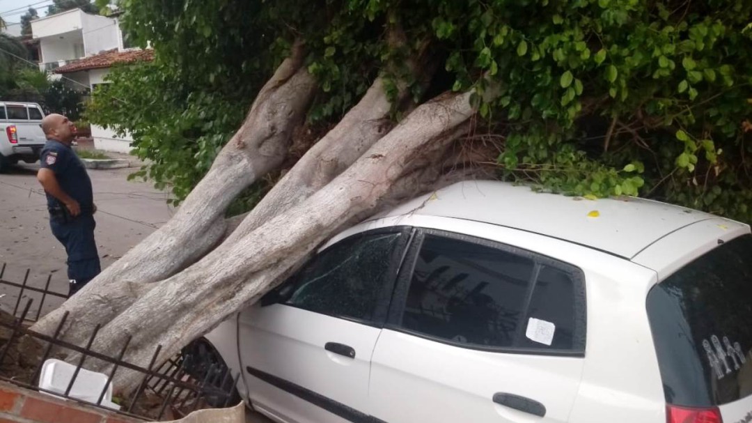 Árbol cayó sobre vehículo en Cartagena