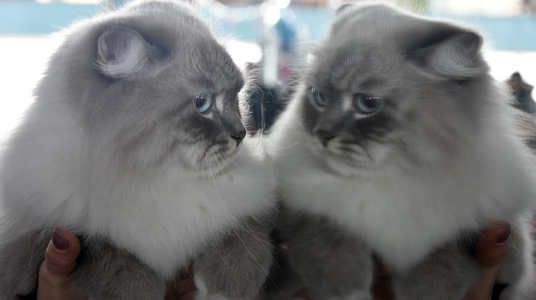 La mirada del gato que se refleja en dos espejos y que impresiona en redes