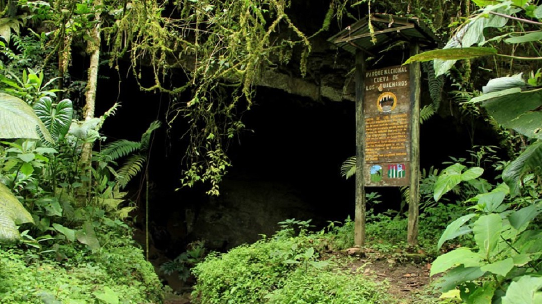 Cerrado temporalmente el Parque Nacional Natural Cueva de los Guácharos