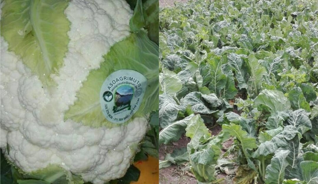La Coliflor