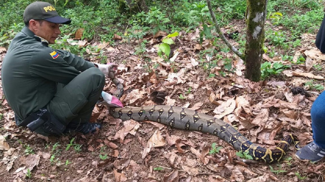 Otra serpiente de gran tamaño fue rescatada cerca de una casa en Victoria