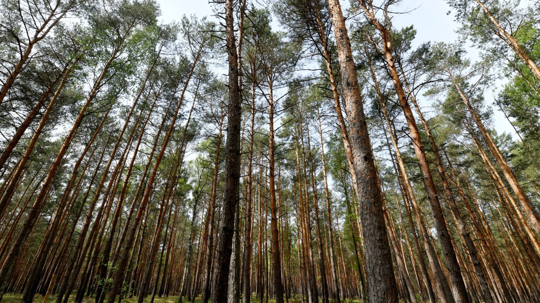 Arte y sensibilización para proteger bosques en ColomBIOdiversidad