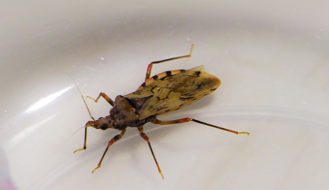 Mal de Chagas: Confirman muerte de dos menores por mal de chagas en el Atlántico