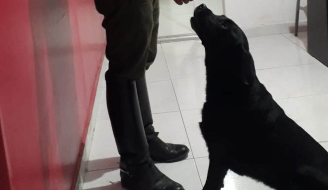 Fallecimiento canina antiexplosivos Policía Bolívar: Por un cáncer, fallece canina antiexplosivos de la Policía de Bolívar