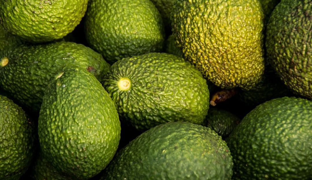 El aguacate hass antioqueño llega cada vez más lejos: El aguacate hass antioqueño llega cada vez más lejos