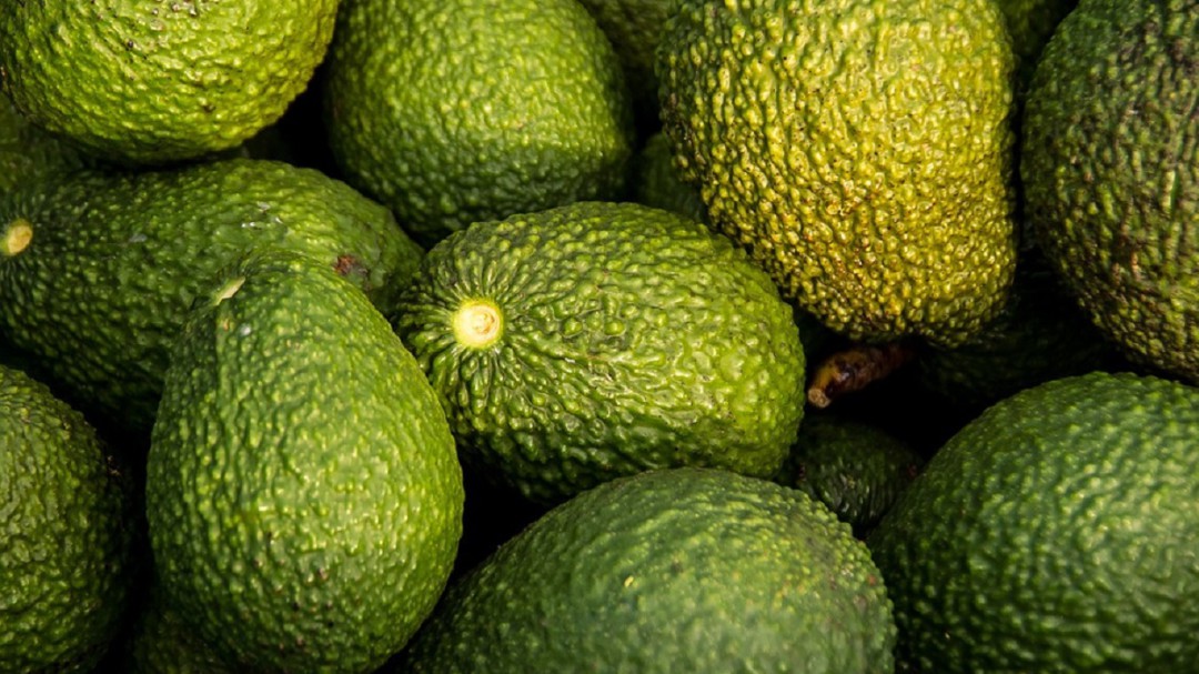 El aguacate hass antioqueño llega cada vez más lejos