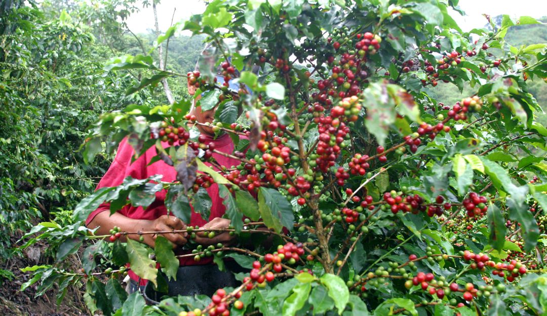 Exportación de café: Fedecafé: Producción de café en mayo cayó un 6%