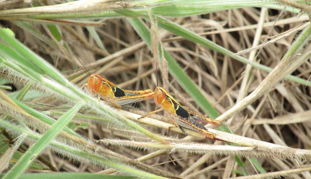 Langosta Llanera